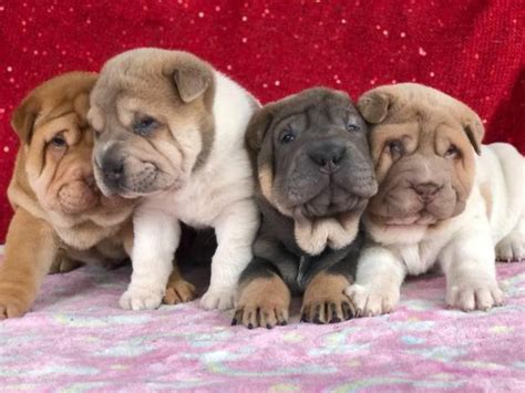 shar pei puppies for sale|shar pei for adoption near me.